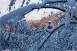 Thumbs/tn_Img_6268.jpg