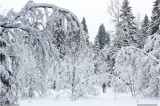 Thumbs/tn_Img_3339.jpg