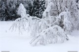 Thumbs/tn_Img_3366.jpg