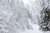 Thumbs/tn_Img_3371.jpg