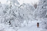 Thumbs/tn_Img_3447.jpg