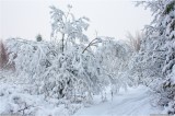 Thumbs/tn_Img_3450.jpg