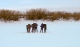 Thumbs/tn_Img_4448.jpg